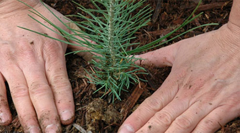 planting-tree_shutterstock_495x275